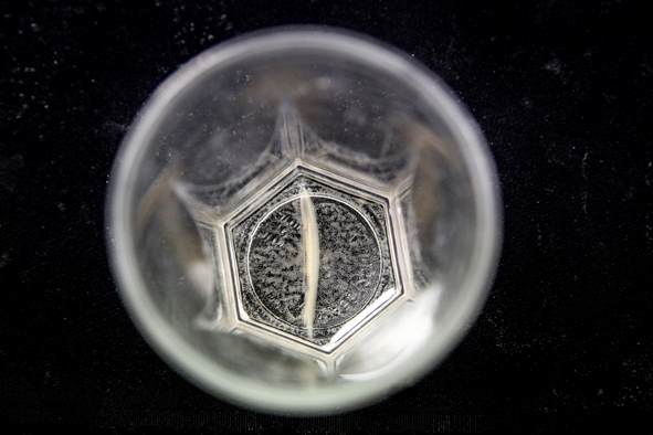 Amphioxus Femelle