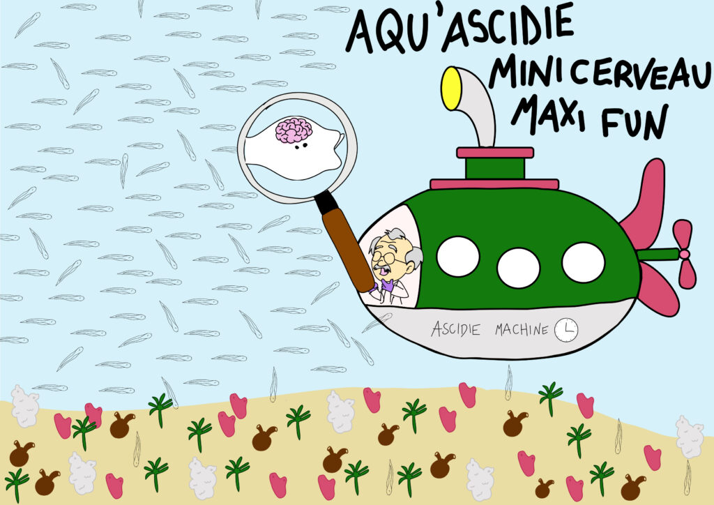 Aqu'ascidie