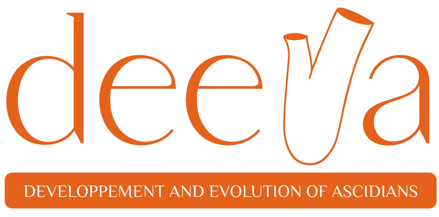 Logo of the DEEVA team in orange.