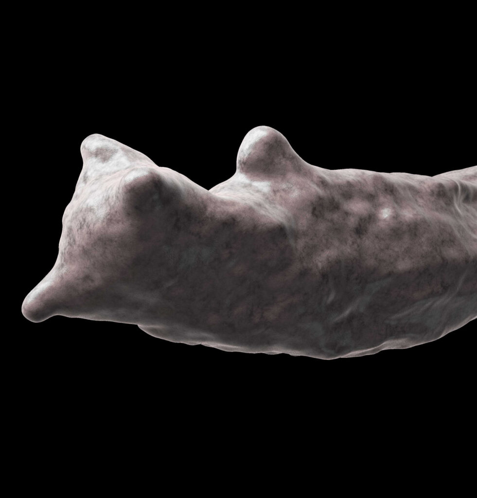 3D rendering of the trunk of a Ciona intestinalis larva stained using phalloidin. This is the CyRhino phenotype caused by inactivation of the gene Six3/6 using CRISPR/Cas9: in addition to the three anterior papillae, a fourth ectopic papilla forms posteriorly reminding the horn of a rhinoceros.