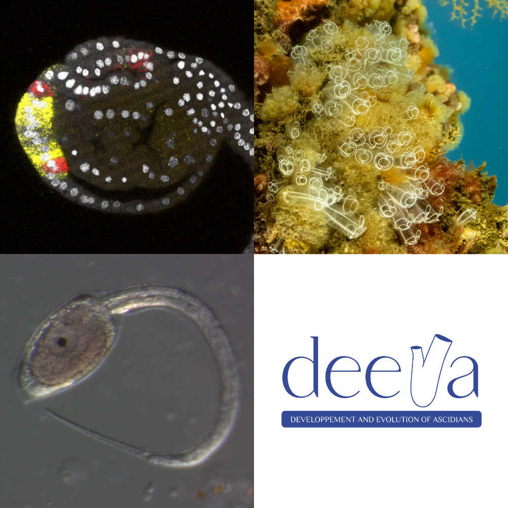 Post-doc in the DEEVA group?